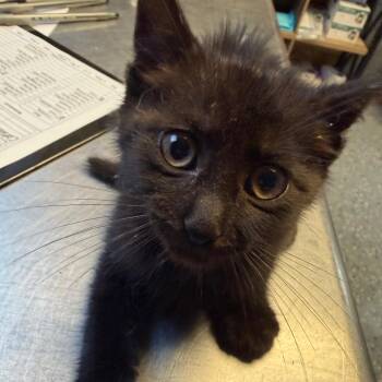 Domestic Short Hair Cats Available for Adoption in Tuscaloosa, Alabama - TUSC-Stray-84150 | PetCurious