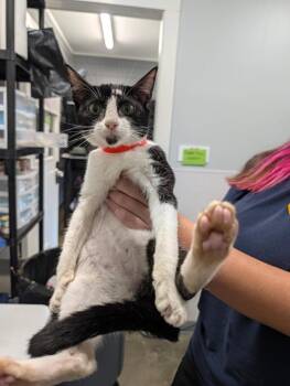 Celeste -  Domestic Short Hair Cat for Adoption in Denham Springs, Louisiana - Celeste | PetCurious