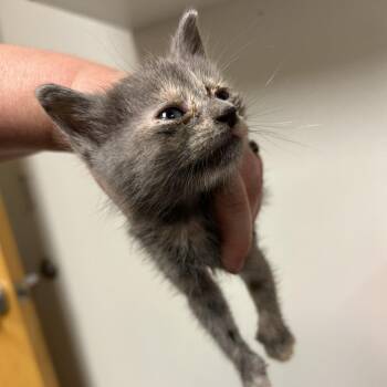 Winnie -  Domestic Short Hair Cat for Adoption in Ottawa, Kansas - Winnie | PetCurious