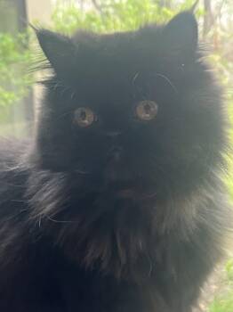 Persian Cats Available for Adoption in Ashville, Ohio - Jill (Kitty) | PetCurious