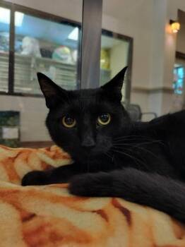 Void -  Domestic Short Hair Cat for Adoption in Irving, Texas - Void | PetCurious