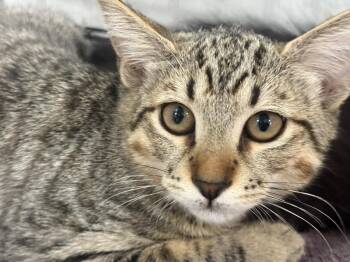 Edmund Germann -  Domestic Short Hair and Tabby Cat for Adoption in Chandler, Arizona - Edmund Germann | PetCurious
