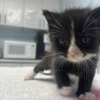 Darcy -  Domestic Long Hair Cat for Adoption in Riverside, California - Darcy | PetCurious