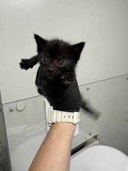 Bowie -  Domestic Short Hair Cat for Adoption in Sevierville, Tennessee - Bowie | PetCurious