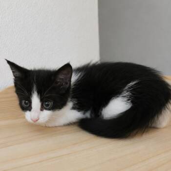 Domestic Short Hair Cats Available for Adoption in Houston, Texas - Eloise | PetCurious