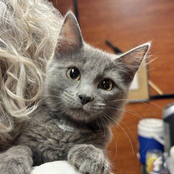 Flint -  Domestic Medium Hair Cat for Adoption in Sonora, California - Flint | PetCurious