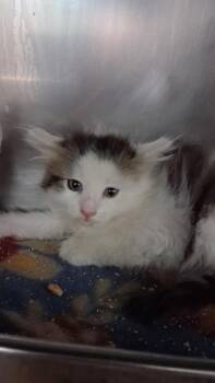 Domestic Short Hair Cats Available for Adoption in Burnsville, North Carolina - Rook | PetCurious