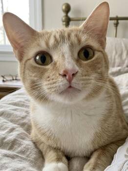 Simmons -  Domestic Short Hair Cat for Adoption in Andover, Connecticut - Simmons | PetCurious