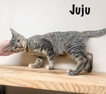 Rescue Domestic Short Hair Cats for Adoption in Groveland, Massachusetts - Juju | PetCurious