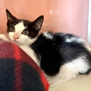 HERMES -  Domestic Short Hair Cat for Adoption in Fernandina Beach, Florida - HERMES | PetCurious
