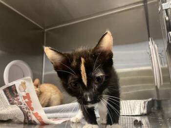 SOLAR FLARE -  Domestic Short Hair Cat for Adoption in Tustin, California - SOLAR FLARE | PetCurious
