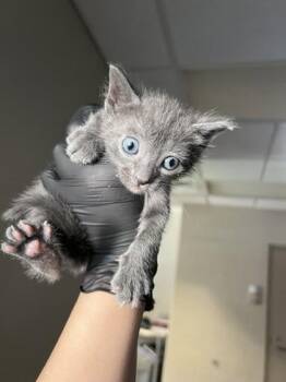 Juice -  Domestic Short Hair Cat for Adoption in Farmers Branch, Texas - Juice | PetCurious