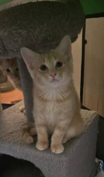 Clint -  Domestic Medium Hair Cat for Adoption in Walled Lake, Michigan - Clint | PetCurious