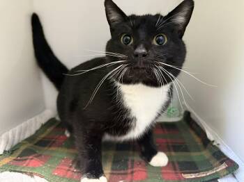 Domestic Short Hair Cats Available for Adoption in Delson, Quebec - Mystere | PetCurious