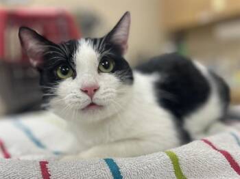 Domestic Short Hair Cats Available for Adoption - ABERDEEN | PetCurious