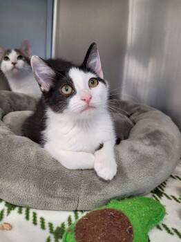 Justice -  Domestic Short Hair Cat for Adoption in Logan, Utah - Justice | PetCurious
