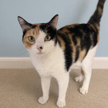 Dixie -  Domestic Short Hair Cat for Adoption in Pilot Point, Texas - Dixie | PetCurious