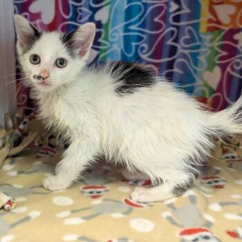 Buckwheat -  Domestic Short Hair Cat for Adoption - Buckwheat | PetCurious