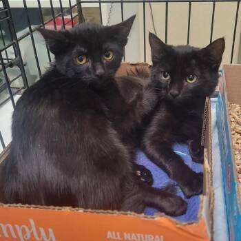 Dolly Parton -  Domestic Short Hair Cat for Adoption in Westminster, California - Dolly Parton | PetCurious