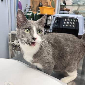 Domestic Short Hair Cats Available for Adoption in Durango, Colorado - Trixie | PetCurious