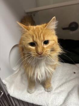 Banana -  Domestic Medium Hair Cat for Adoption in Wabash, Indiana - Banana | PetCurious