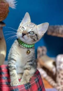 Colman -  Domestic Short Hair Cat for Adoption in Seal Beach, California - Colman | PetCurious