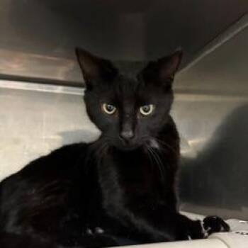 Domestic Short Hair Cats Available for Adoption - Cuervo | PetCurious