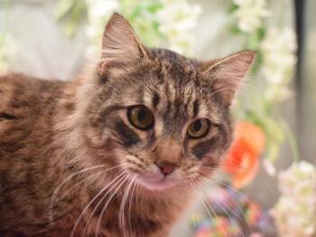 Domestic Long Hair Cats Available for Adoption in Portland, Oregon - Sancho | PetCurious