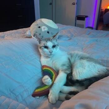 Rescue Siamese Cats for Adoption in Los Angeles, California - Persephone | PetCurious