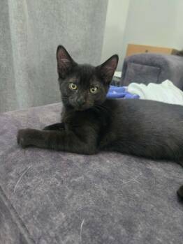 Honey Suckle -  Domestic Short Hair Cat for Adoption in Milton, Delaware - Honey Suckle | PetCurious