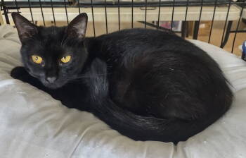 Rescue Domestic Short Hair Cats for Adoption in Albemarle, North Carolina - Zorra | PetCurious