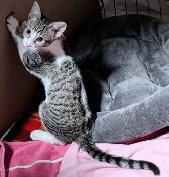 Tink -  Tabby Cat for Adoption in San Diego, California - Tink | PetCurious
