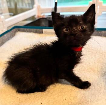 *Refrigerator Steve -  Domestic Short Hair Cat for Adoption in Newnan, Georgia - *Refrigerator Steve | PetCurious