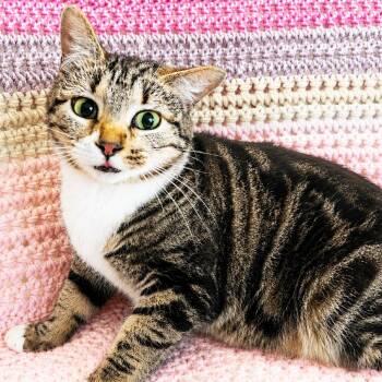 Mama Ren -  Domestic Short Hair Cat for Adoption in Mt. Juliet, Tennessee - Mama Ren | PetCurious