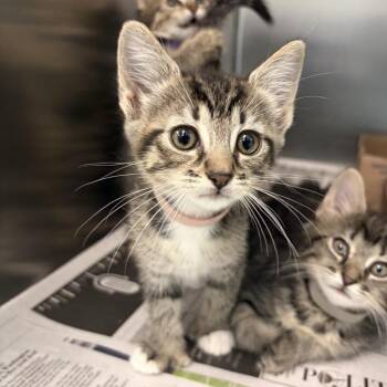 Tadpole -  Domestic Short Hair Cat for Adoption in Marshall, Virginia - Tadpole | PetCurious