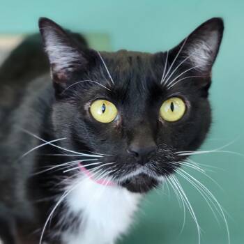 Domestic Short Hair Cats Available for Adoption - Snow Angel | PetCurious