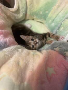 Lisa -  Domestic Short Hair Cat for Adoption in Salisbury, North Carolina - Lisa | PetCurious