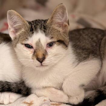 Seabert -  Domestic Short Hair Cat for Adoption in Cumming, Georgia - Seabert | PetCurious