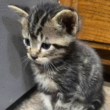Scotty -  Domestic Short Hair Cat for Adoption in Bentonville, Arkansas - Scotty | PetCurious