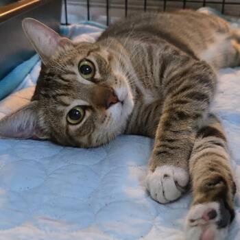 Santi -  Domestic Short Hair Cat for Adoption in Hopkinton, Massachusetts - Santi | PetCurious