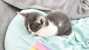 Sage -  Domestic Short Hair Cat for Adoption in Deltona, Florida - Sage | PetCurious