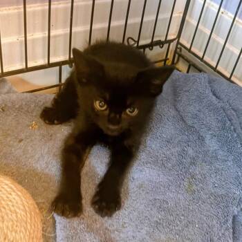 Frank -  Domestic Short Hair Cat for Adoption in Treasure Island, Florida - Frank | PetCurious