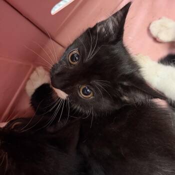 1000-C26 -  Domestic Short Hair Cat for Adoption in Port Charlotte, Florida - 1000-C26 | PetCurious