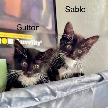 Rescue Domestic Medium Hair Cats for Adoption in Coos Bay, Oregon - Sable | PetCurious