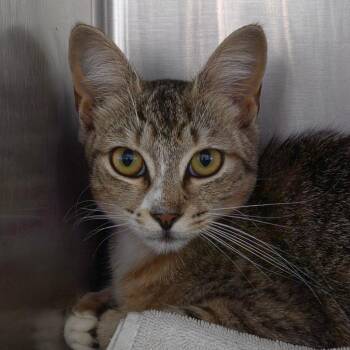 Domestic Short Hair Cats Available for Adoption in Lakeland, Florida - Tweety | PetCurious