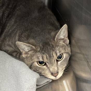 Tropicana -  Domestic Short Hair Cat for Adoption in Davenport, Iowa - Tropicana | PetCurious