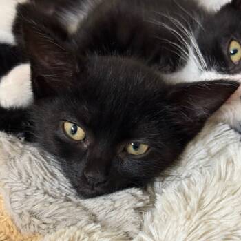 Rescue Domestic Short Hair Cats for Adoption in Leesburg, Florida - Mars | PetCurious