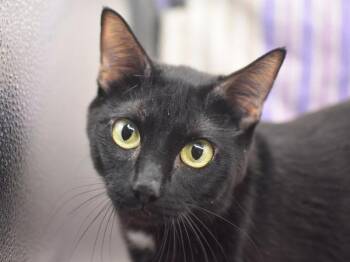 Domestic Short Hair Cats Available for Adoption in Portland, Oregon - Sky Bean | PetCurious