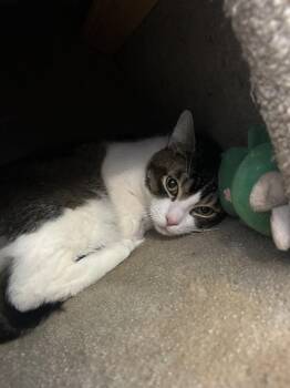 Domestic Short Hair Cats Available for Adoption - Milton | PetCurious