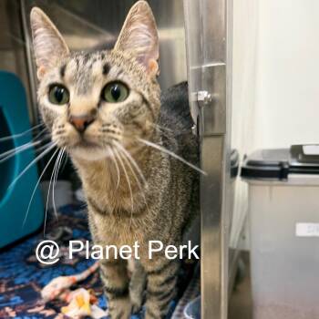 Star Fire -  Domestic Short Hair Cat for Adoption in Oshkosh, Wisconsin - Star Fire | PetCurious